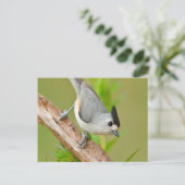 Zwart-Crested Titmouse Briefkaart (Staand voorkant)
