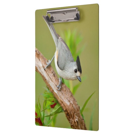 Zwart-Crested Titmouse Klembord (Links)