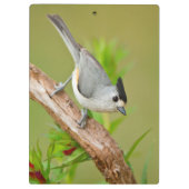 Zwart-Crested Titmouse Klembord (Achterkant)