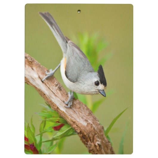 Zwart-Crested Titmouse Klembord (Achterkant)