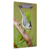 Zwart-Crested Titmouse Klembord (Rechts)