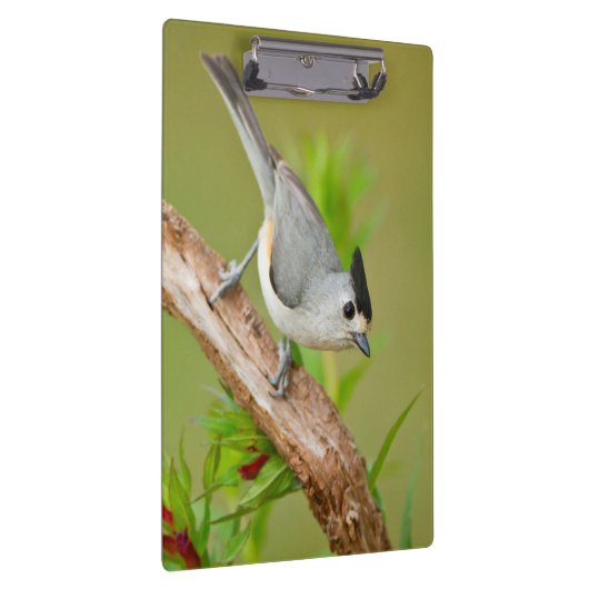 Zwart-Crested Titmouse Klembord (Rechts)