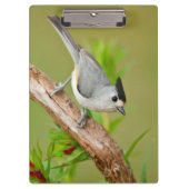 Zwart-Crested Titmouse Klembord (Voorkant)