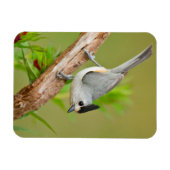 Zwart-Crested Titmouse Magneet (Horizontaal)