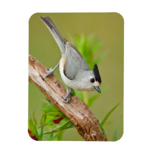 Zwart-Crested Titmouse Magneet