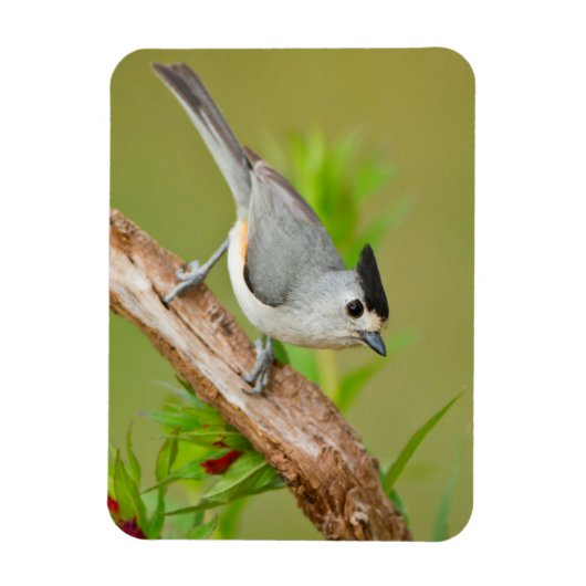 Zwart-Crested Titmouse Magneet (Verticaal)