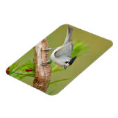 Zwart-Crested Titmouse Magneet (Linkerzijde)