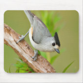 Zwart-Crested Titmouse Muismat (Voorkant)