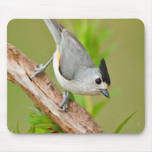 Zwart-Crested Titmouse Muismat (Voorkant)