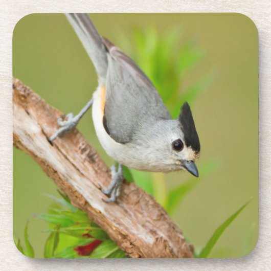 Zwart-Crested Titmouse Onderzetter (Voorkant)