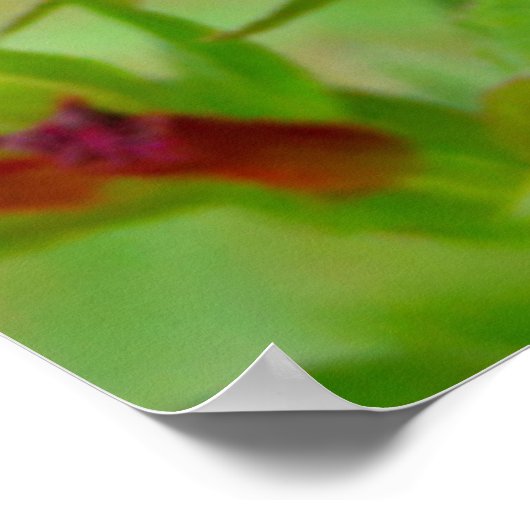 Zwart-Crested Titmouse Poster (Hoek)