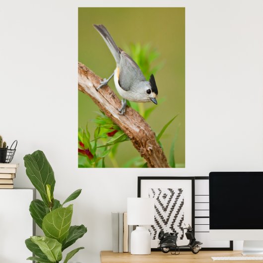 Zwart-Crested Titmouse Poster (Thuiskantoor)