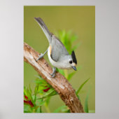 Zwart-Crested Titmouse Poster (Voorkant)