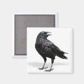 Zwart Crow Koelkast of Kantoor Magnet (Voorkant / Achterkant)