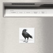 Zwart Crow Koelkast of Kantoor Magnet (Insitu (Vaatwasser))