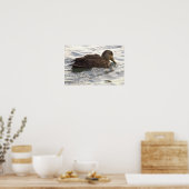 Zwart-Eend-Fotoposter Poster (Keuken)