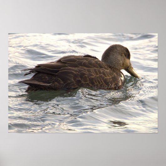 Zwart-Eend-Fotoposter Poster (Voorkant)