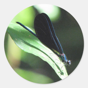 Zwart en Blauw Damselfly Sticker