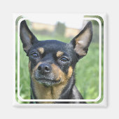 Zwart en Bruin Chihuahua Magnet (Voorkant)
