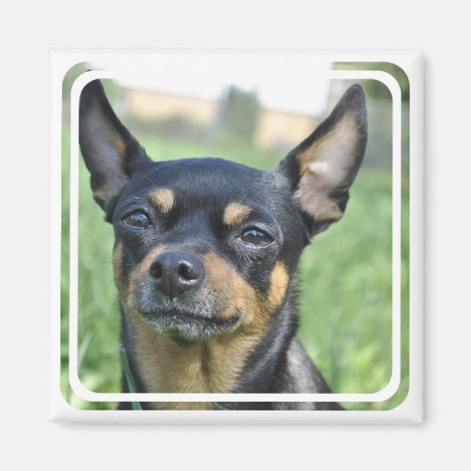 Zwart en Bruin Chihuahua Magnet (Voorkant)