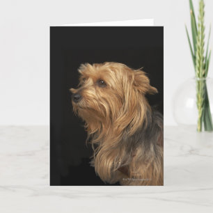 Zwart en bruin Yorkie links profiel op zwart Kaart
