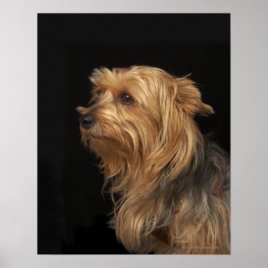 Zwart en bruin Yorkie links profiel op zwart Poster (Voorkant)