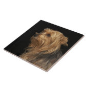 Zwart en bruin Yorkie links profiel op zwart Tegeltje (Zijkant)