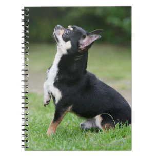 Zwart en Crème Chihuahua Notitieboek