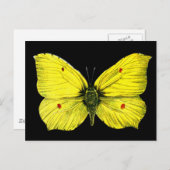 Zwart en geel Vlinder Illustratie Briefkaart (Voorkant / Achterkant)