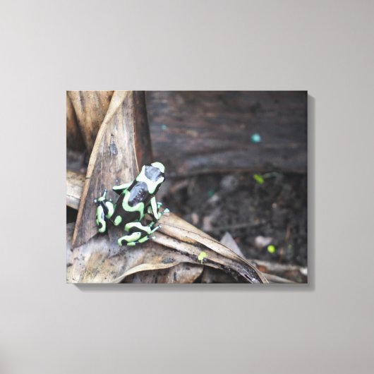 Zwart en groene boomkikker canvas afdruk (Voorkant)