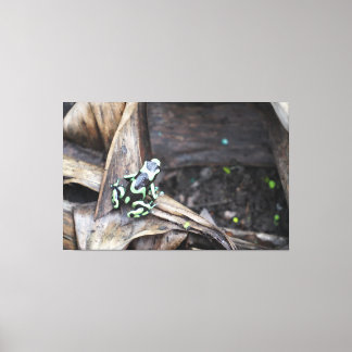 Zwart en groene boomkikker canvas afdruk
