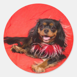Zwart en lichtbruin Cavalier King Charles in rood Ronde Sticker
