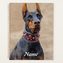 Zwart en Tan Doberman Pinscher in een juwelen kraa