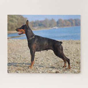 Zwart en Tan Doberman Pinscher op de kust Legpuzzel