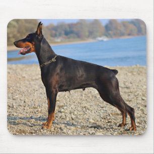 Zwart en Tan Doberman Pinscher op de kust Muismat