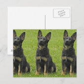 Zwart en Tan GSD Pup Briefkaart (Voorkant / Achterkant)