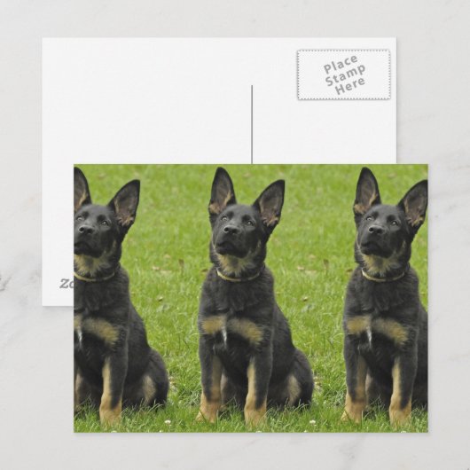 Zwart en Tan GSD Pup Briefkaart (Voorkant / Achterkant)