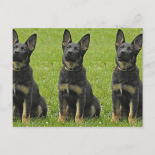 Zwart en Tan GSD Pup Briefkaart