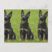 Zwart en Tan GSD Pup Briefkaart (Voorkant)