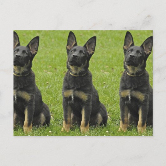 Zwart en Tan GSD Pup Briefkaart (Voorkant)