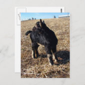 Zwart en Tan Kind genaamd Dobie Briefkaart (Voorkant / Achterkant)