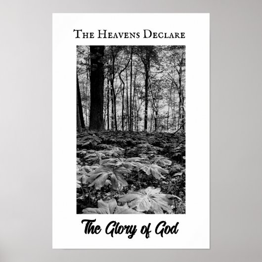 Zwart en Wit Bos Glorie van God Poster (Voorkant)