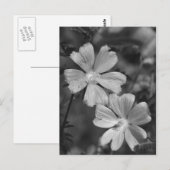 Zwart en wit briefkaart (Voorkant / Achterkant)