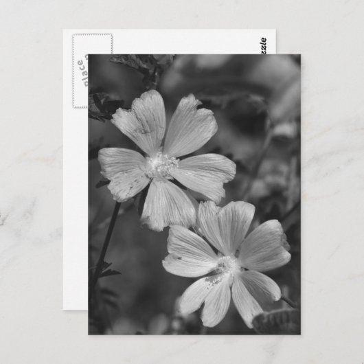 Zwart en wit briefkaart (Voorkant / Achterkant)