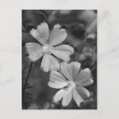 Zwart en wit briefkaart (Voorkant)