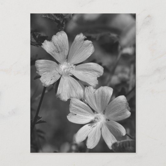 Zwart en wit briefkaart (Voorkant)