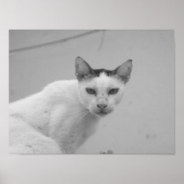 Zwart en Wit - Kat 02 Poster