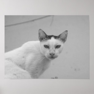 Zwart en Wit - Kat 02 Poster
