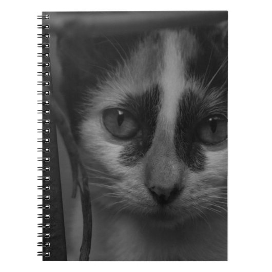 Zwart en Wit - Kitten 02 Notitieboek (Voorkant)