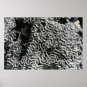 Zwart en wit koraal I Abstracte natuurfoto Poster